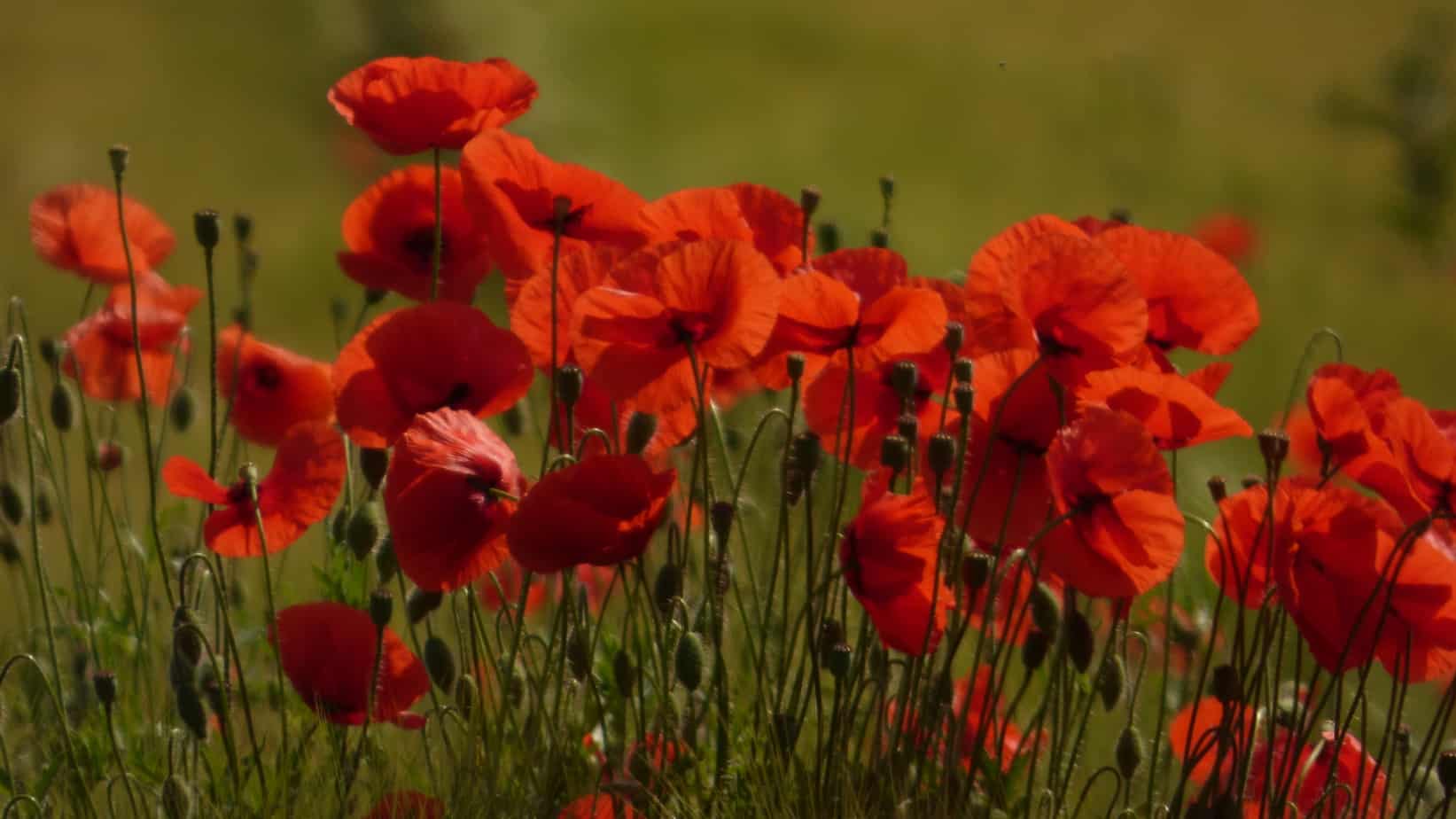 Seniorenhilfe Mohn im Juni scaled