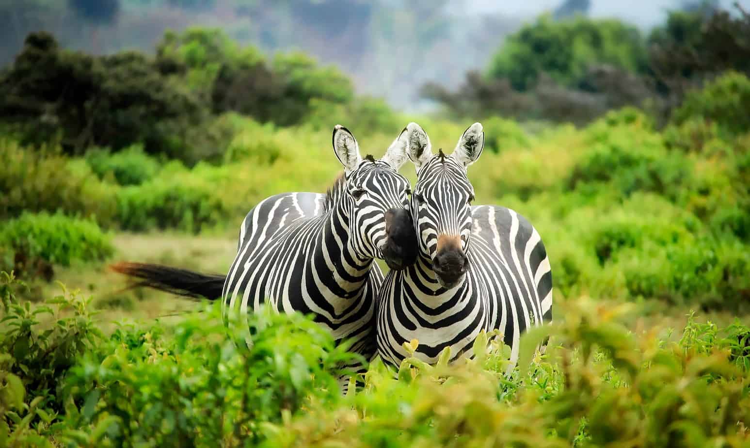 kenya 1883654 1920 12019